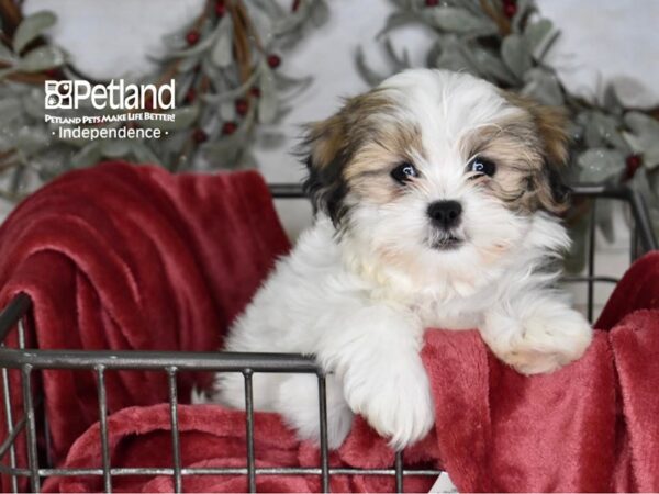 Zuchon Dog Female Gold & White 5338 Petland Independence, Missouri