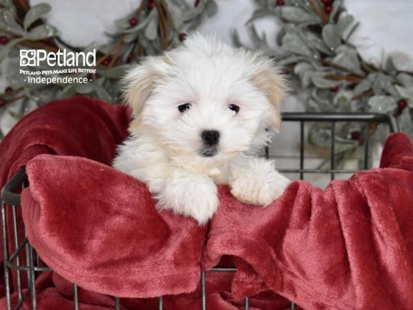 [#5340] Lilac & White Female Zuchon Puppies For Sale
