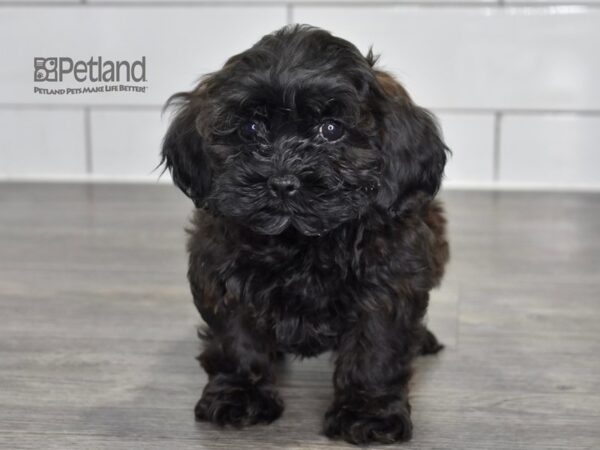 [#545] Black Male Shih Poo Puppies For Sale