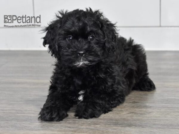 [#546] Brindle Female Shih Poo Puppies For Sale