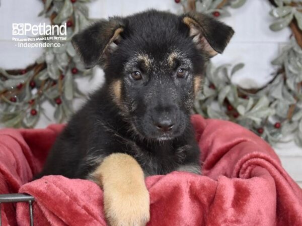 German Shepherd-Dog-Female-Black & Tan-5357-Petland Independence, Missouri