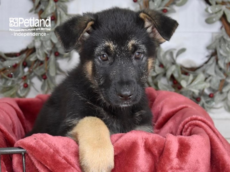 [#5357] Black & Tan Female German Shepherd Puppies For Sale #2