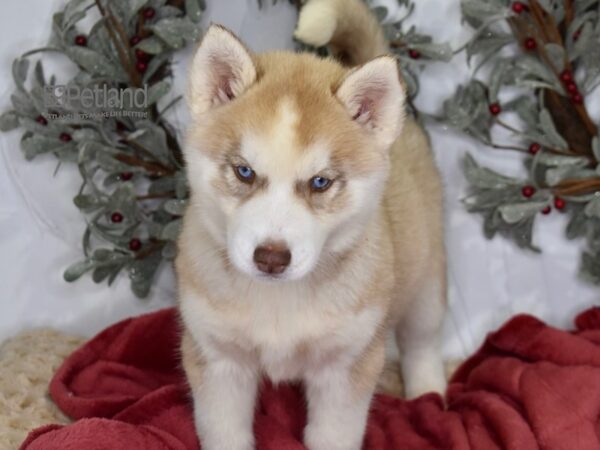 [#5402] Red & White Female Siberian Husky Puppies For Sale