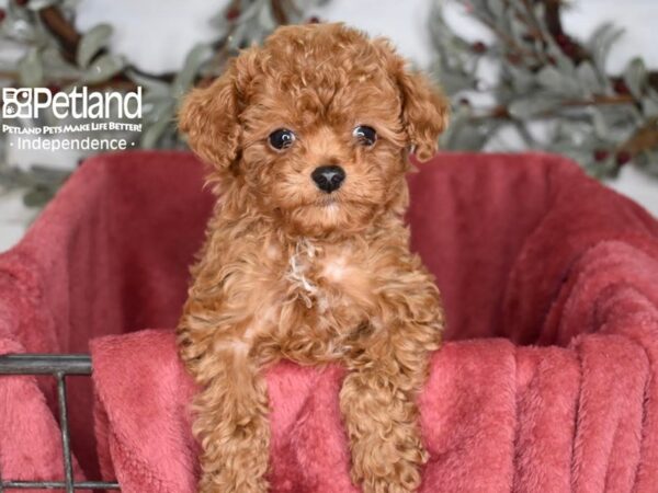 [#5383] Red Male Cavapoo 2nd Generation Puppies For Sale