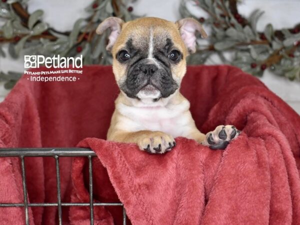 [#5379] Fawn Male French Bulldog Puppies For Sale