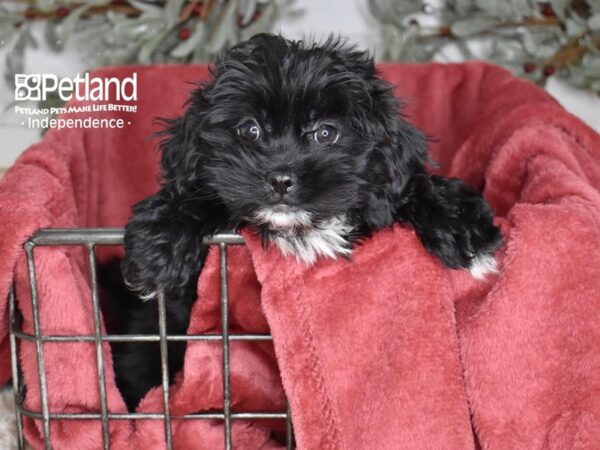 Pekeapoo Dog Female Black 5371 Petland Independence, Missouri