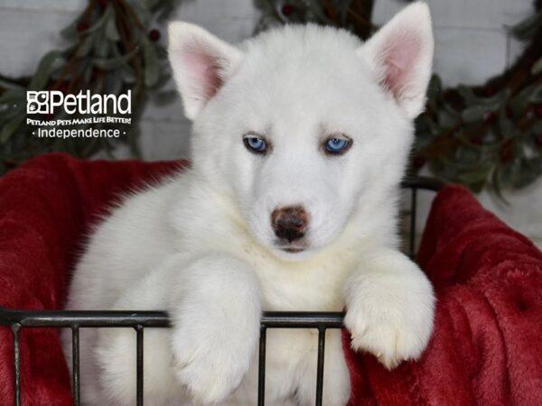 Siberian Husky Dog Male White 5365 Petland Independence, Missouri