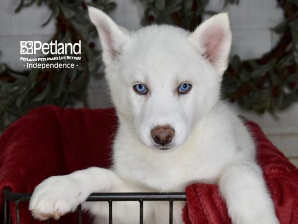 Siberian Husky Dog Male White 5366 Petland Independence, Missouri