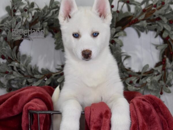 Siberian Husky Dog Female White 5415 Petland Independence, Missouri