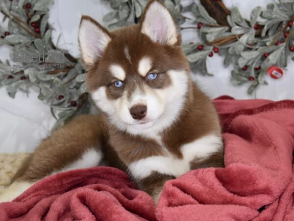 [#559] Red & White Male Pomsky Puppies For Sale