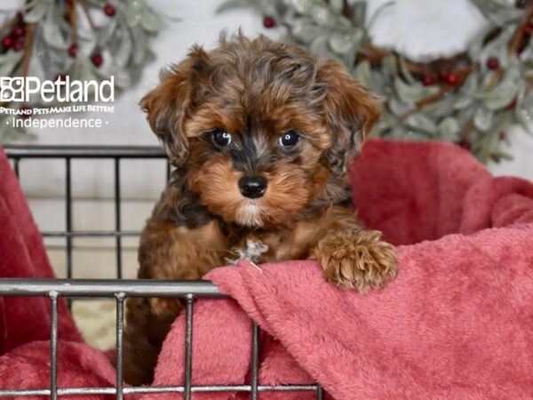 Cavapoo 2nd Generation-Dog-Female-Chocolate-5392-Petland Independence & Lee's Summit, MO