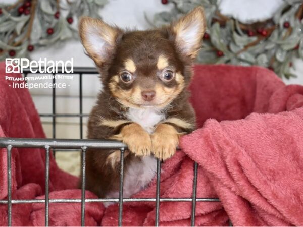 Chihuahua Dog Male Chocolate & Tan 5396 Petland Independence, Missouri