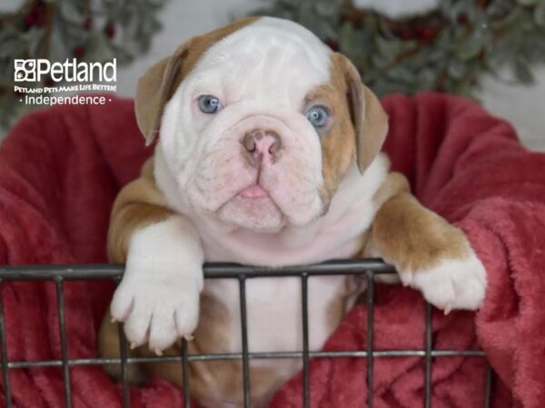 English Bulldog Dog Male Blue Fawn & White 5399 Petland Independence, Missouri