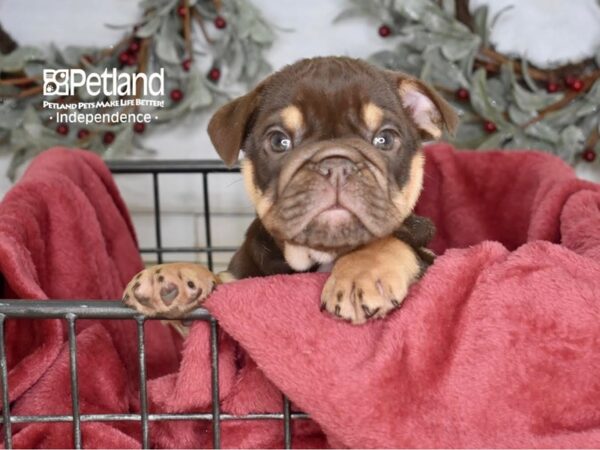 English Bulldog Dog Female Chocolate & Tan 5386 Petland Independence, Missouri