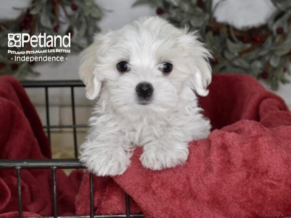 Maltese Dog Female White 5393 Petland Independence, Missouri