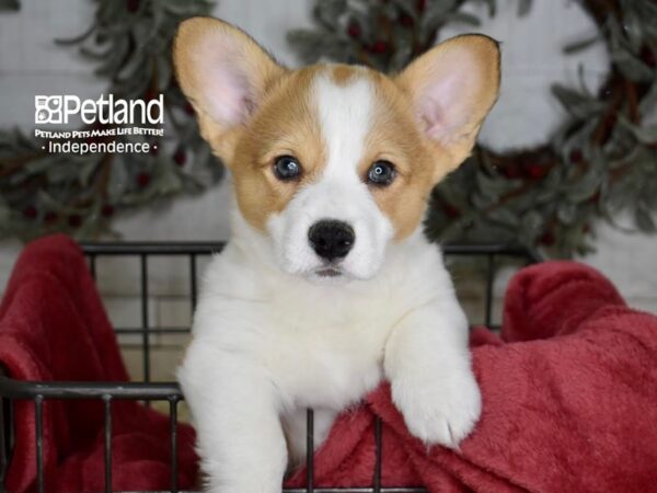 Pembroke Welsh Corgi-Dog-Male-Red & White-5400-Petland Independence, Missouri