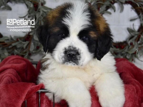 Saint Bernard Dog Male Brown & White 5390 Petland Independence, Missouri