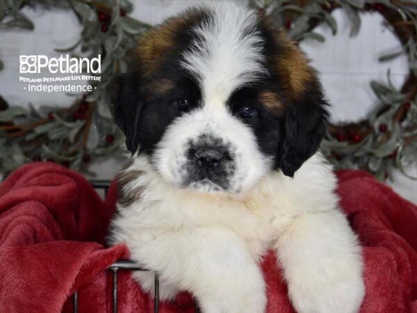 [#5390] Brown & White Male Saint Bernard Puppies For Sale