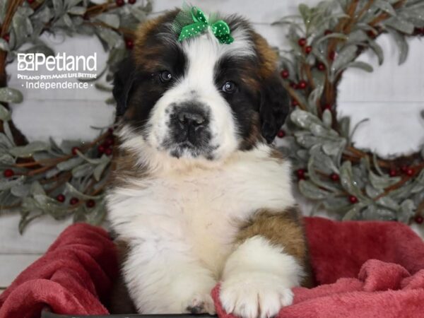 Saint Bernard Dog Female Brown & White 5391 Petland Independence, Missouri