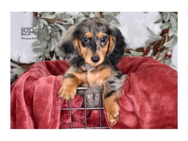 [#590] Blue Dapple, Long Haired Female Dachshund Puppies For Sale