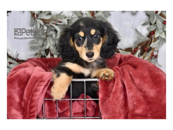 [#589] Black & Tan, Long Haired Male Dachshund Puppies For Sale