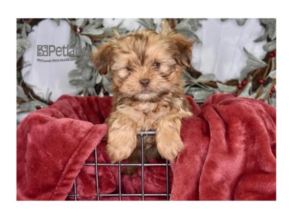[#584] Male Shorkie Tzu Puppies For Sale