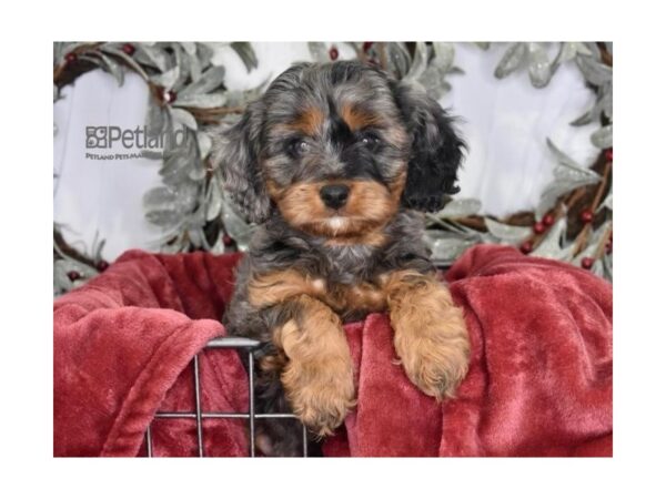 [#586] Blue Merle Male Cavapoo Puppies For Sale