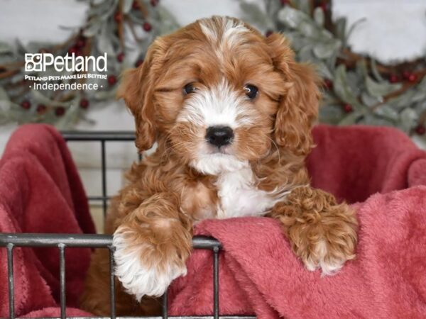 Cavapoo-Dog-Male-Red-5394-Petland Independence, Missouri