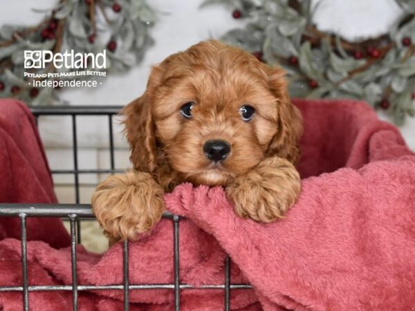 Cavapoo Dog Male Red 5395 Petland Independence, Missouri