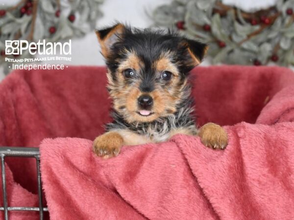 Yorkshire Terrier Dog Female Black & Tan 5388 Petland Independence, Missouri