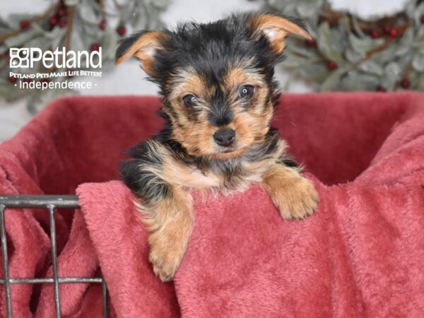 Yorkshire Terrier Dog Female Black & Tan 5389 Petland Independence, Missouri