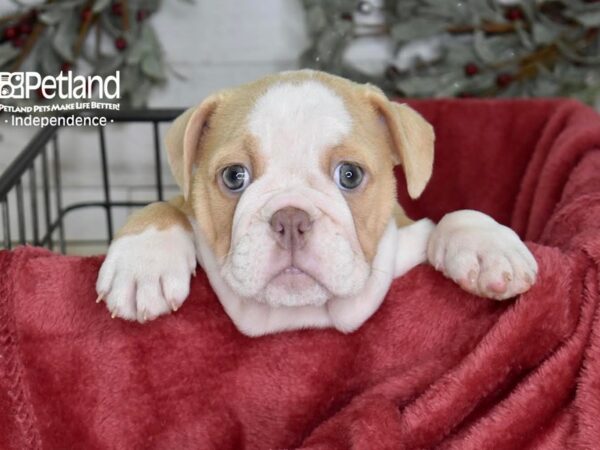 English Bulldog Dog Female Lilac & White 5409 Petland Independence, Missouri