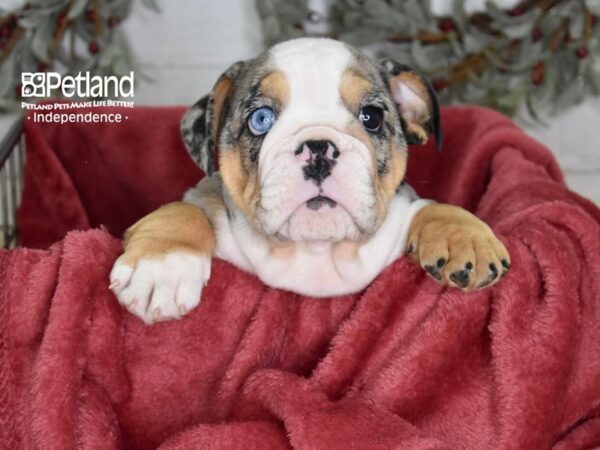 English Bulldog Dog Male Blue Merle 5408 Petland Independence, Missouri