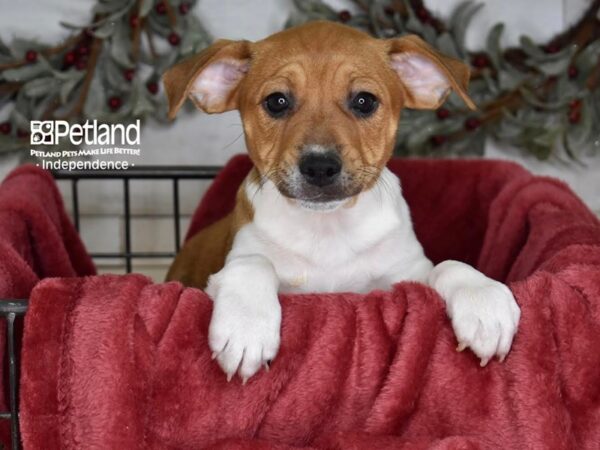 Jack Russell Terrier Dog Male Tan & White 5406 Petland Independence, Missouri