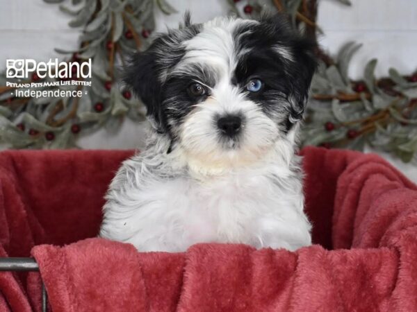 Shih Poo Dog Male Black & White 5412 Petland Independence, Missouri