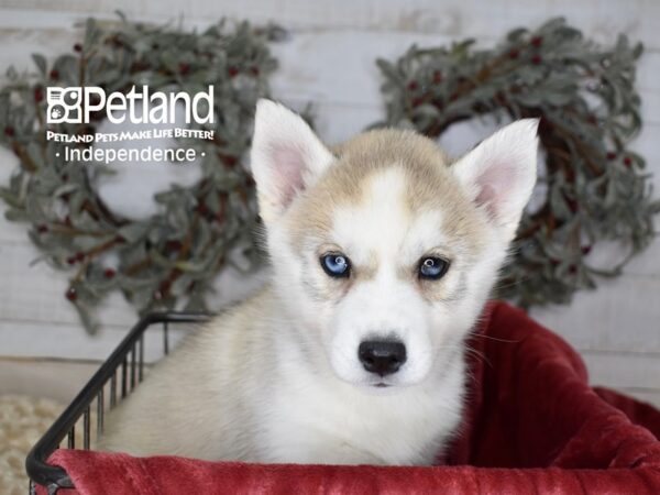 Siberian Husky-Dog-Male-Silver & White-5420-Petland Independence, Missouri