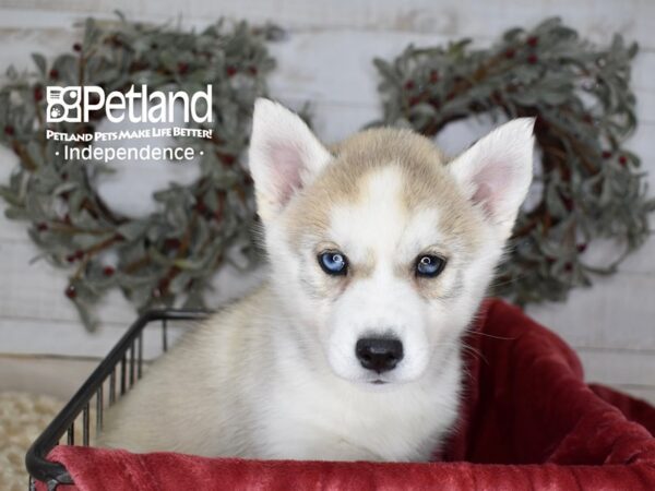 Siberian Husky Dog Male Silver & White 5420 Petland Independence, Missouri