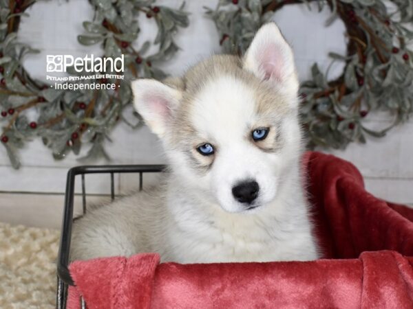 Siberian Husky Dog Female Silver & White 5421 Petland Independence, Missouri