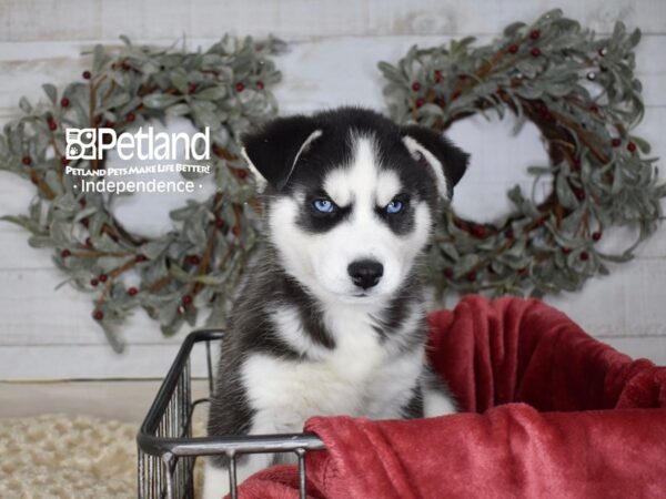 Siberian Husky Dog Male Black & White 5422 Petland Independence, Missouri