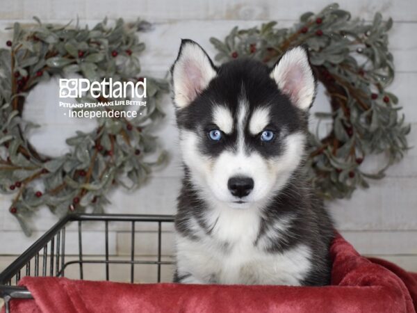 Siberian Husky-Dog-Female-Black & White-5423-Petland Independence, Missouri