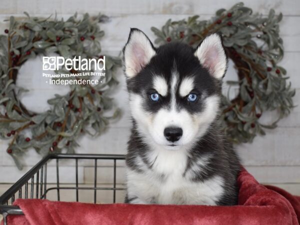 Siberian Husky Dog Female Black & White 5423 Petland Independence, Missouri