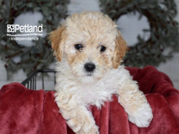 Miniature Goldendoodle 2nd Gen-Dog-Female-Golden-5419-Petland Independence, Missouri