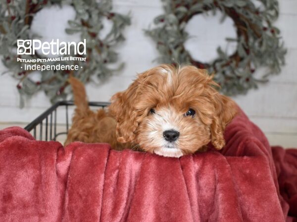 Cavapoo-Dog-Female-Red-5404-Petland Independence, Missouri
