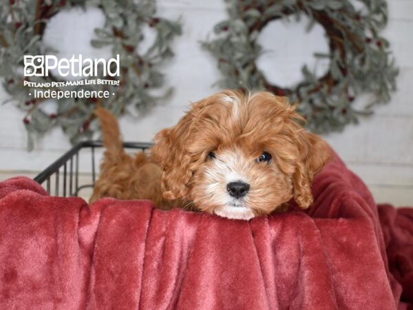 Cavapoo Dog Female Red 5404 Petland Independence, Missouri