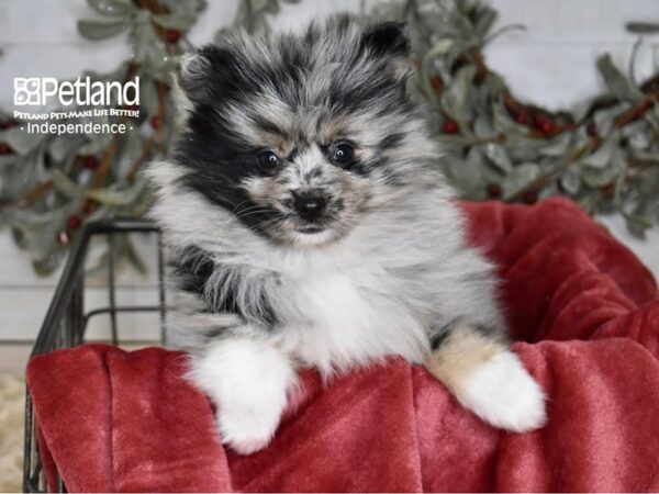 Pomsky 2nd Gen-Dog-Female-Merle-5430-Petland Independence, Missouri