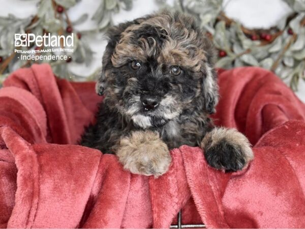 Miniature Goldendoodle 2nd Gen-Dog-Female-Merle-5427-Petland Independence & Lee's Summit, MO
