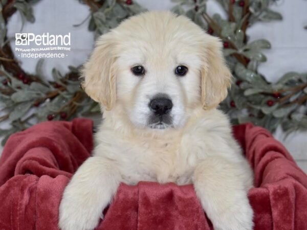 Golden Retriever Dog Female Golden 5435 Petland Independence, Missouri