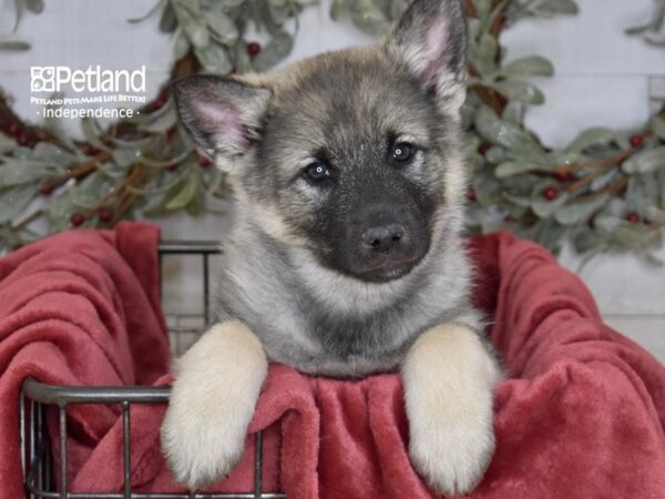 Norwegian Elkhound-Dog-Male-Gray & Black-5434-Petland Independence, Missouri