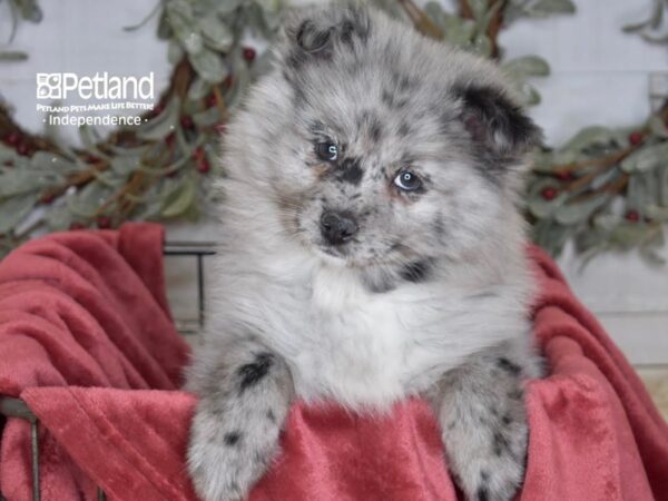 Pomsky 2nd Gen-Dog-Female-Merle-5431-Petland Independence, Missouri