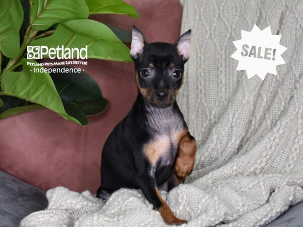 Miniature Pinscher Dog Female Black & Rust 5313 Petland Independence, Missouri